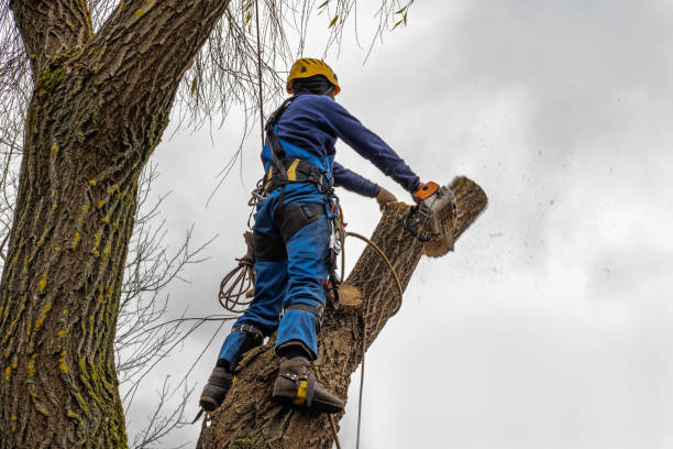 How Our Tree Care Process Works  in  Sargent, TX