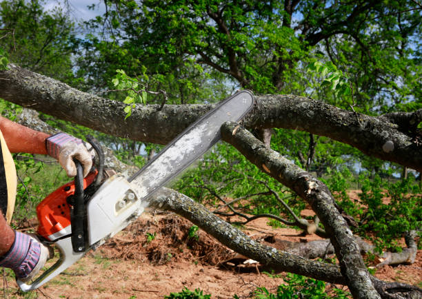 Best Tree Health Inspection  in Sargent, TX